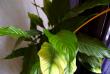tn_gallery_11596_905_18835.jpg