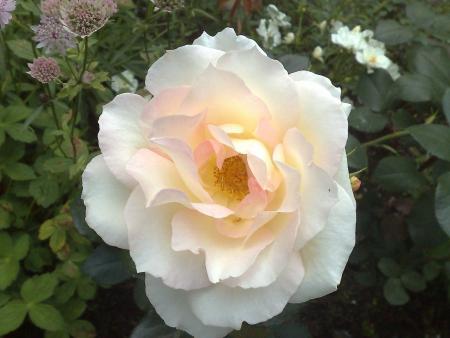 gallery_10461_911_114232.jpg