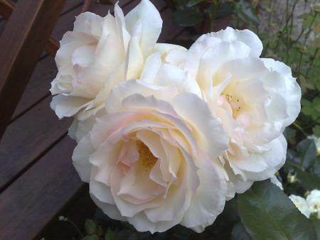 gallery_10461_911_117103.jpg