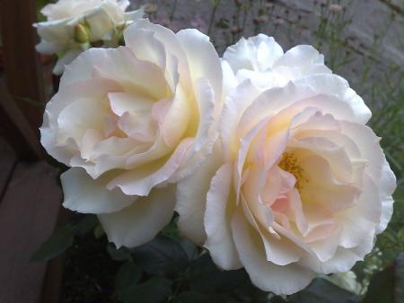 gallery_10461_911_118851.jpg