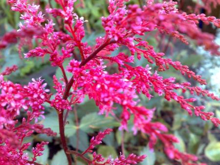 gallery_10461_911_130670.jpg