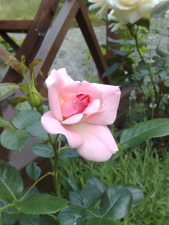 gallery_10461_911_134313.jpg