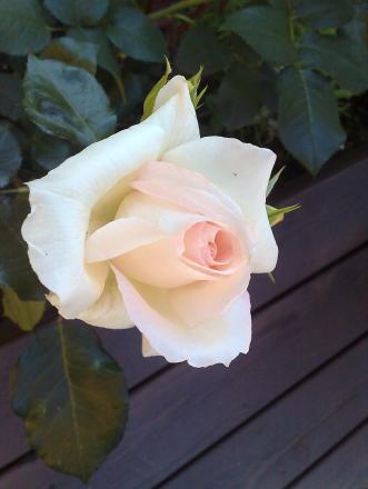 gallery_10461_911_49674.jpg