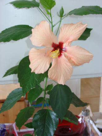 gallery_11785_908_25274.jpg