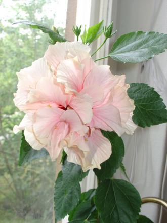 gallery_11785_908_4016.jpg
