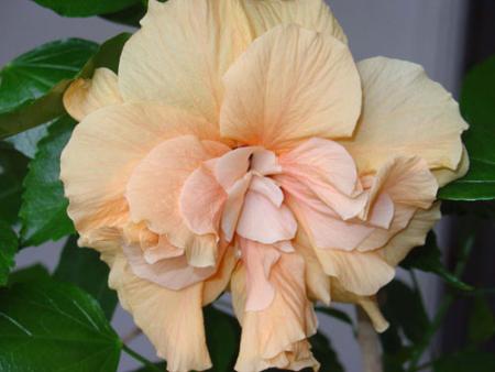 gallery_11785_908_5071.jpg
