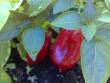 tn_gallery_10461_911_171948.jpg