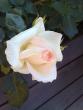 tn_gallery_10461_911_49674.jpg