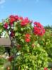 gallery_9887_913_10072.jpg