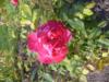 gallery_9887_913_17971.jpg