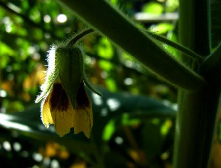 gallery_5306_308_32883.jpg