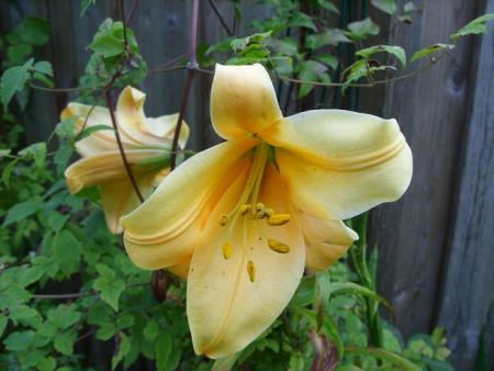gallery_5307_42_53603.jpg