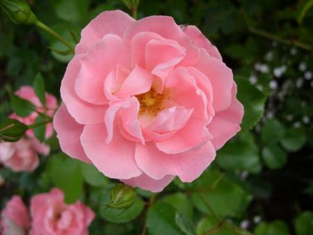 gallery_5307_533_42805.jpg