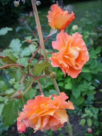 gallery_5307_533_54795.jpg