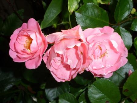 gallery_5307_533_75651.jpg