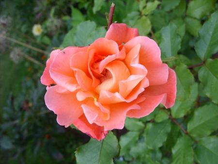 gallery_5307_5_64178.jpg