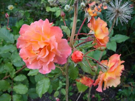 gallery_5307_5_87577.jpg