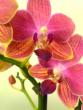 tn_gallery_9855_917_13574.jpg