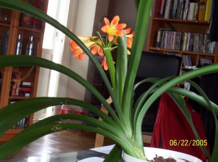 gallery_11540_919_10390.jpg