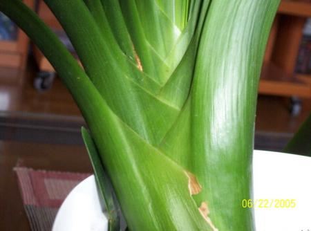 gallery_11540_919_32965.jpg