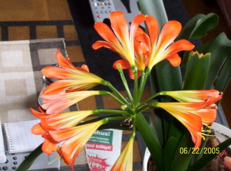gallery_11540_919_46559.jpg