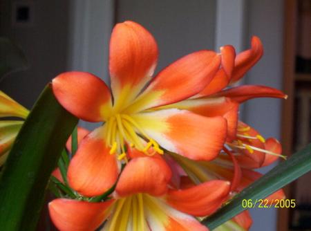 gallery_11540_919_52902.jpg