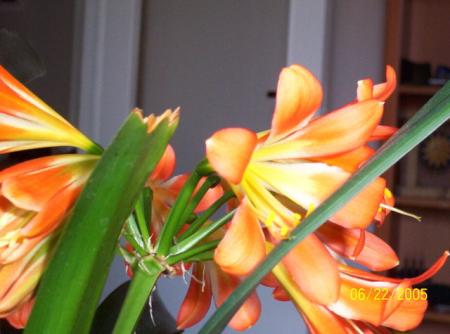 gallery_11540_919_53411.jpg