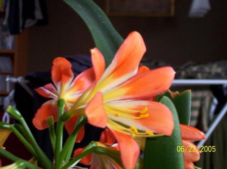gallery_11540_919_57700.jpg