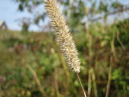 gallery_11540_920_4333.jpg