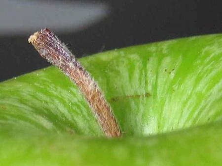 gallery_11540_921_10082.jpg