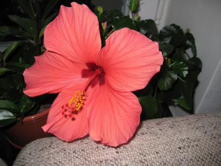 gallery_9855_922_194694.jpg