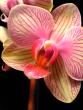 tn_gallery_9855_917_11467.jpg