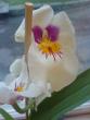 tn_gallery_9855_917_174235.jpg