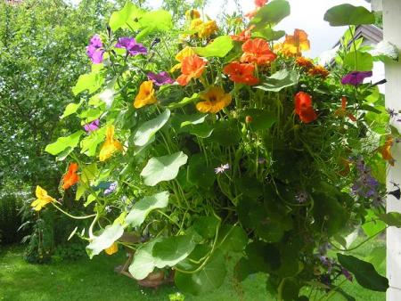 gallery_5006_797_40750.jpg