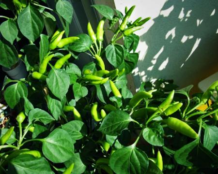 gallery_5306_206_22622.jpg