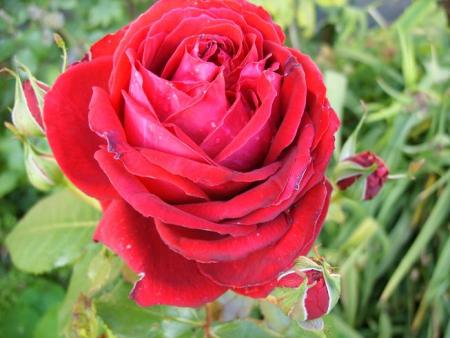 gallery_5307_5_41745.jpg