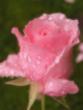 tn_gallery_3971_940_65.jpg