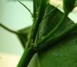 tn_gallery_4113_214_12173.jpg