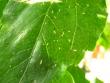 tn_gallery_4113_214_22442.jpg