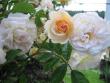 tn_gallery_64_806_17426.jpg