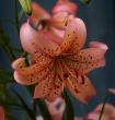 tn_gallery_7603_941_145779.jpg