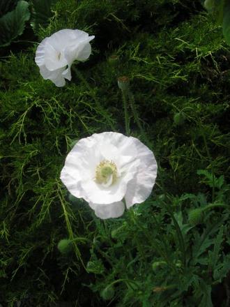 gallery_5006_797_43976.jpg