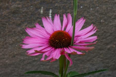 gallery_7603_941_162623.jpg