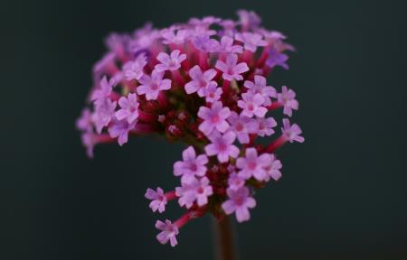 gallery_7603_941_187600.jpg