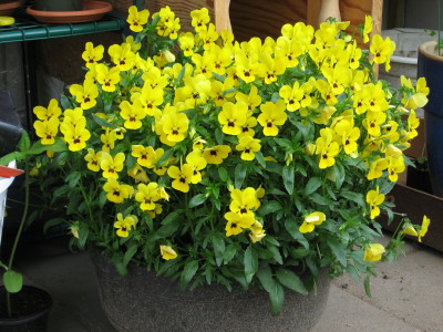 gallery_11016_13_66334.jpg