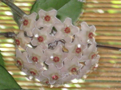 gallery_11016_60_29218.jpg