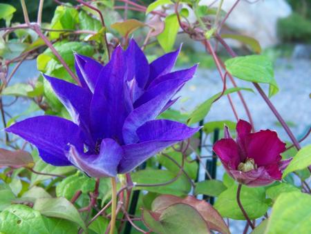 gallery_10142_926_165961.jpg