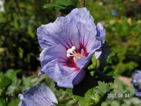 gallery_1786_950_12514.jpg