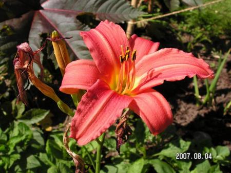 gallery_1786_950_25449.jpg