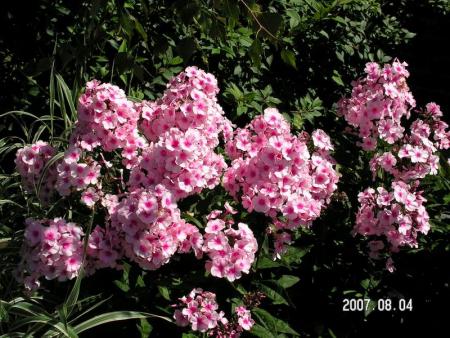gallery_1786_950_78609.jpg